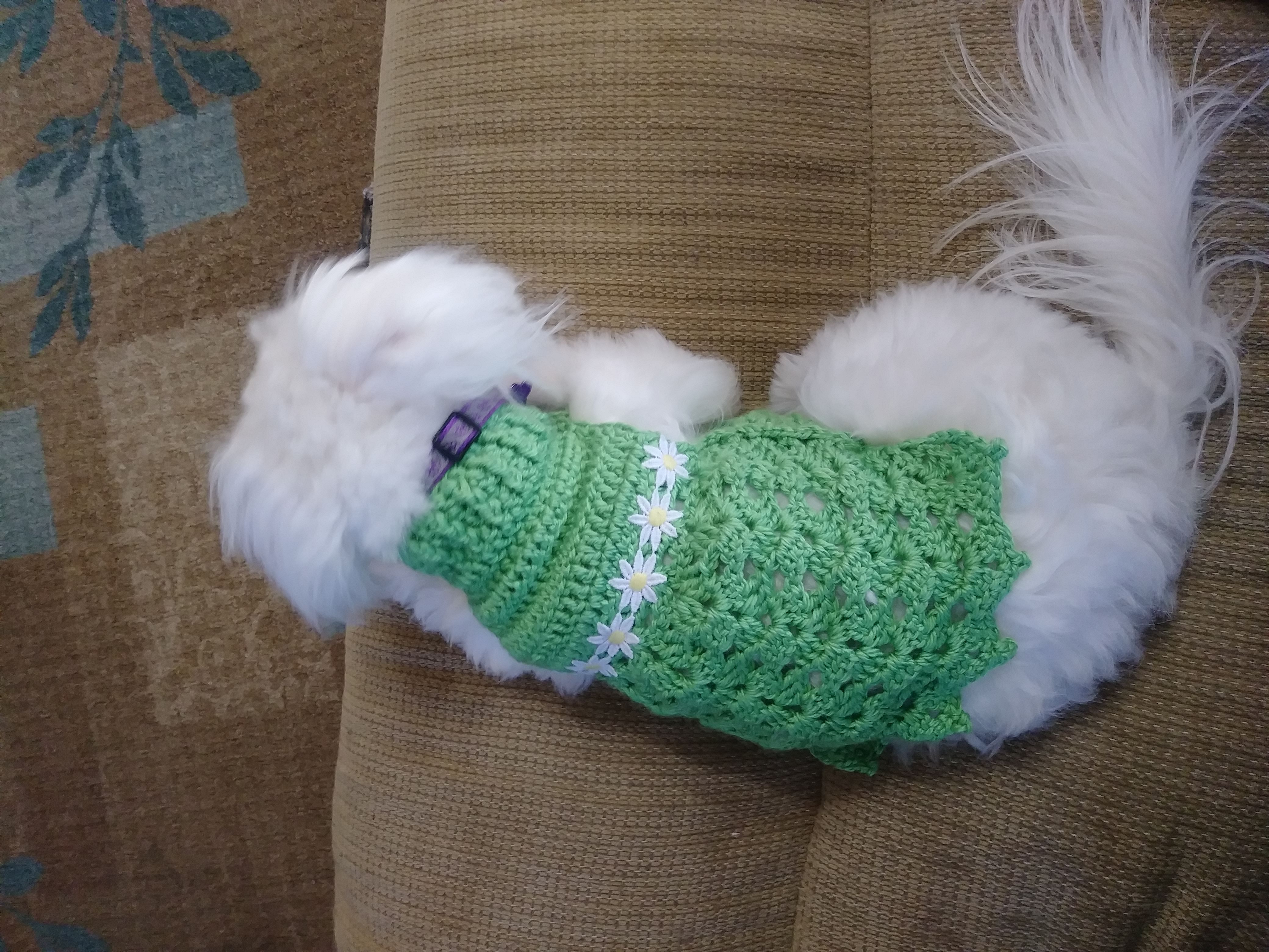 dog with sweater